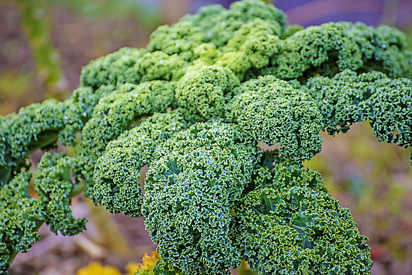 포토 JPG 해외이미지 식물 백그라운드 잎 밭 농업 다이어트 채소 재료 건강 사람없음 목재 초록색 정원 샐러드 신선 닫기 유기농 양배추 날것 숙성 채식주의자 케일 해외202009 해외포토 나무 웰빙 산업 음식 컬러 모션 채식 파일형식