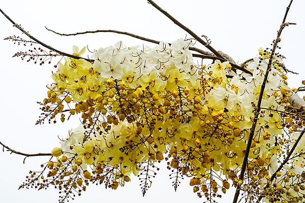 포토 JPG 해외이미지 나무 식물 계절 꽃 아시아 문화 분홍색 꽃다발 여행 백그라운드 무지개 잎 꽃무늬 태국 자연 동양인 사람없음 장식 초록색 파란색 컬러풀 노란색 정원 봄 수확 벚꽃 흰색 나뭇가지 신선 개화 행운 황금 심볼 유기농 잡종 내추럴 샤워실 해외202009 해외포토 자연요소 웰빙 나라 컬러 컨셉 무늬 농업 인종 생태계 샤워시설 파일형식
