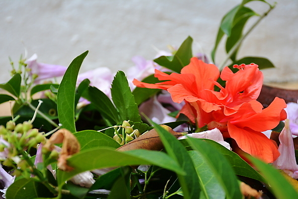 포토 JPG 해외이미지 꽃잎 꽃 잎 자연 사람없음 물 냄비 배열 냄새 해외202009 해외포토 자연요소 식물 솥 생태계 파일형식