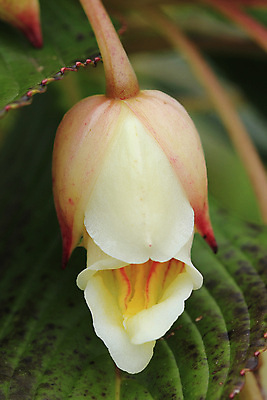 포토 JPG 해외이미지 식물 꽃 지구 꽃무늬 패턴 태국 산 뿔 사람없음 농작물 벚꽃 신선 정상 언덕 비둘기 내추럴 고립 관심 석회암 절정 해외202009 해외포토 아시아 무늬 농업 조류 암석 파일형식