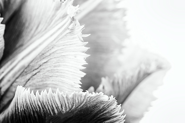 포토 JPG 해외이미지 식물 꽃잎 꽃 분홍색 백그라운드 꽃무늬 자연 흑백 사람없음 장식 초록색 머리 정원 봄 활발 튤립 벚꽃 흰색 닫기 묘사 질감 고립 해외202009 해외포토 계절 컬러 컨셉 무늬 모션 촬영기법 신체부위 생태계 파일형식