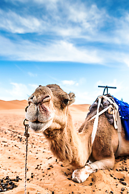 포토 JPG 해외이미지 모래 여행 백그라운드 오렌지 아프리카 자연 하늘 건조 풍경 사람없음 야외 노란색 일몰 사막 뜨거움 모래언덕 언덕 낙타 모로코 사하라 아랍어 해외202009 해외포토 나라 컬러 과일 포유류 노을 생태계 파일형식