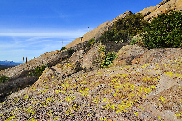 포토 JPG 해외이미지 나무 식물 공원 꽃 야생동물 여행 백그라운드 잎 자연 하늘 산 선인장 건조 풍경 사람없음 야외 초록색 여름 파란색 세계 사막 개화 숲 상록수 내추럴 해외202009 해외포토 동물 계절 공공시설 컬러 생태계 파일형식