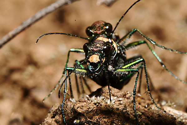 포토 JPG 해외이미지 동물 나비 곤충 절지류 자연 사람없음 숲 딱정벌레 해외202009 해외포토 생태계 파일형식