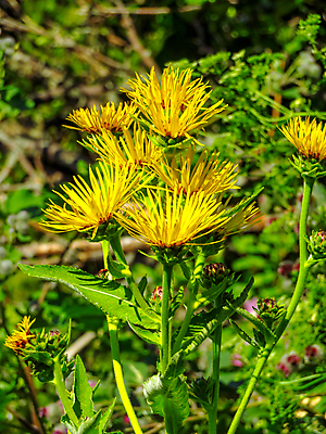 포토 JPG 해외이미지 식물 꽃 백그라운드 잎 꽃무늬 자연 산 국화 사람없음 초록색 컬러풀 노란색 봄 개화 데이지 내추럴 특별함 해외202009 해외포토 계절 컬러 컨셉 무늬 생태계 파일형식