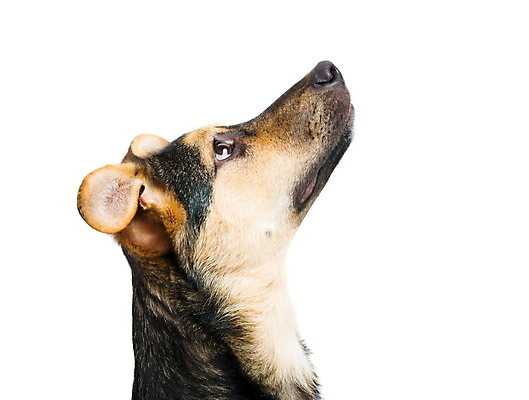 포토 JPG 해외이미지 동물 1 응시 행복 얼굴 백그라운드 포유류 발 자연 털 사람없음 반려동물 갈색 노란색 머리 흰색 양치기 개 강아지 치아 작음 코 송곳니 고립 기르기 섞기 유래 해외202009 해외포토 직업 시선 감정 컬러 신체부위 소화기관 크기 생태계 돌봄 파일형식