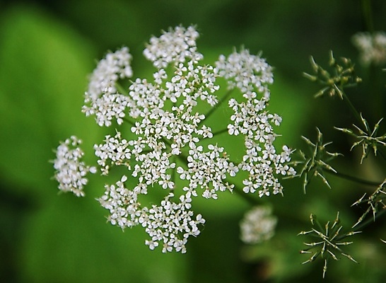 포토 JPG 해외이미지 꽃 사람없음 해외202009 해외포토 식물 파일형식