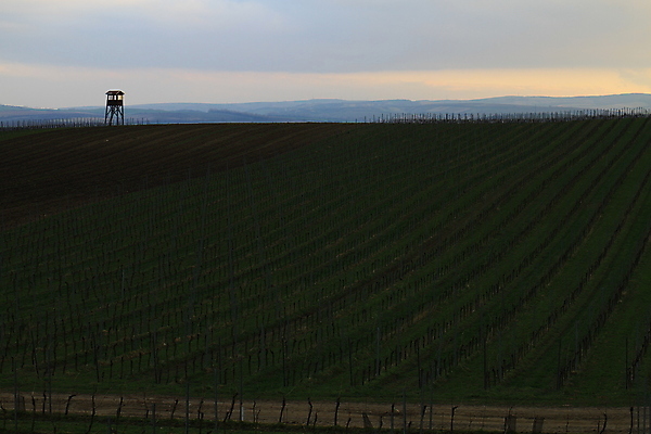포토 JPG 해외이미지 나무 유럽 야생동물 여행 밭 자연 벽지 휴가 파노라마 그림자 사람 풍경 사람없음 야외 초록색 여름 컬러풀 태양 와인 맑음 놀람 봄 산책로 언덕 만족 그림 지역 체코 남쪽 공화국 토스카나 해외202009 해외포토 자연요소 식물 동물 계절 감정 나라 길 컬러 농업 날씨 주류 촬영기법 표정 이탈리아 방향 생태계 파일형식