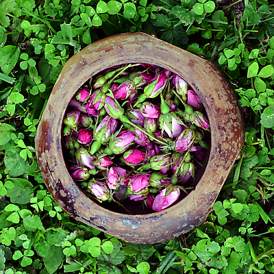 포토 JPG 해외이미지 식물 꽃잎 꽃 분홍색 꽃다발 백그라운드 잎 꽃무늬 자연 발렌타인데이 건강 사람없음 목재 장식 초록색 장미 정원 봄 낭만 수확 벚꽃 신선 개화 사발 우아함 다발 허브 아로마 아로마테라피 흙더미 내추럴 옛날 해외202009 해외포토 나무 계절 컬러 컨셉 무늬 농업 재료 데이이벤트 흙 사기그릇 생태계 테라피 파일형식 더미