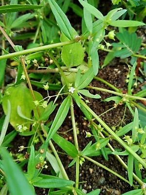포토 JPG 해외이미지 식물 꽃 아시아 백그라운드 가족 태국 자연 사람없음 야외 치료 초록색 빛 약 건강관리 성장 흰색 신선 사발 약초 작음 허브 싱글 유기농 암 스리랑카 영양소 추출 혜택 해외202009 해외포토 웰빙 나라 컬러 의학 관계 건강 관리 풀_식물 사기그릇 질병 크기 생태계 파일형식