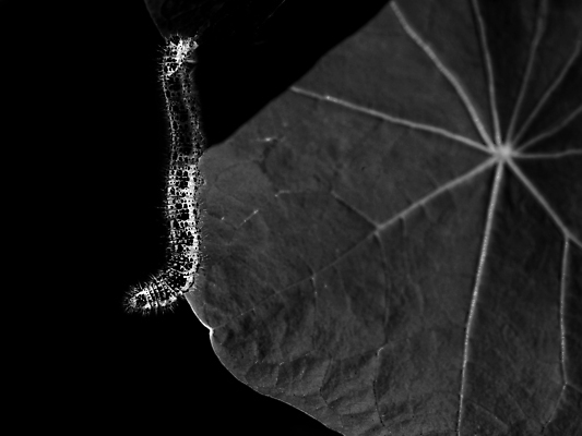 포토 JPG 해외이미지 계절 공원 꽃 분홍색 나비 곤충 잎 꽃무늬 자연 사람없음 빨간색 초록색 빛 컬러풀 태양 노란색 정원 희망 봄 달력 가을 신선 숲 무당벌레 모음 해외202009 해외포토 자연요소 식물 동물 공공시설 감정 컬러 무늬 생태계 파일형식