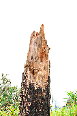 포토 JPG 해외이미지 나무 밭 자연 불 풍경 사람없음 야외 목재 환경 어둠 흰색 소나무 숲 연소 경영 깨짐 재앙 화상 해외202009 해외포토 자연요소 식물 컬러 컨셉 농업 비즈니스 재료 상처 생태계 파일형식