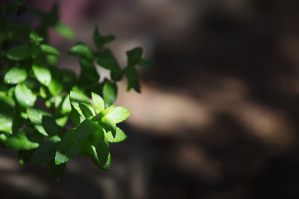 포토 JPG 해외이미지 식물 꽃 잎 꽃무늬 다이어트 채소 자연 건강 사람없음 초록색 물 빛 약 정원 봄 신선 닫기 선택 떨어짐 이슬 지중해 민트 허브 향신료 묘사 에코 유기농 원예 향기 향 아로마테라피 내추럴 모종 바디케어 생태학 해외202009 해외포토 자연요소 웰빙 계절 교육 바다 컬러 컨셉 무늬 의학 모션 취미 환경 생태계 냄새 테라피 향미료 파일형식