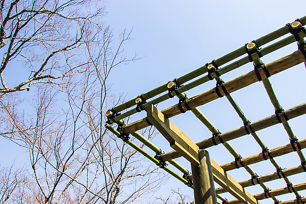 포토 JPG 해외이미지 나무 식물 전통 디자인 공원 아시아 선 밧줄 벽 여행 백그라운드 패턴 건축양식 자연 주택 프레임 미술 안전 동양인 사람없음 야외 건물 목재 장식 초록색 빛 갈색 정원 일본 중국 성장 흰색 신선 사찰 터널 숲 땅 대나무 질감 신분 발판 교토 옛날 해외202009 해외포토 건축물 공공시설 건축 나라 길 줄 컬러 무늬 재료 종교건축 문화예술 인종 생태계 파일형식