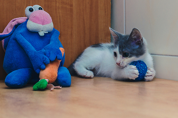 포토 JPG 해외이미지 동물 1 포즈 공 포유류 모션 놀이 털 사람없음 파란색 반려동물 장난감 머리카락 귀여움 고양이 당근 회색 게임 흰색 시골 아기 토끼 달콤 작음 모피 솜털 고립 해외202009 해외포토 컬러 컨셉 뿌리채소 사람 머리 맛 크기 파일형식