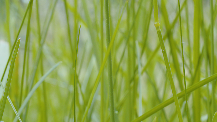 포토 JPG 해외이미지 식물 계절 줄기 백그라운드 잎 밭 자연 풍경 잔디 초원 사람없음 야외 초록색 여름 빛 태양 환경 맑음 성장 시골 신선 닫기 허브 묘사 질감 내추럴 해외202009 해외포토 자연요소 컬러 농업 모션 날씨 생태계 파일형식