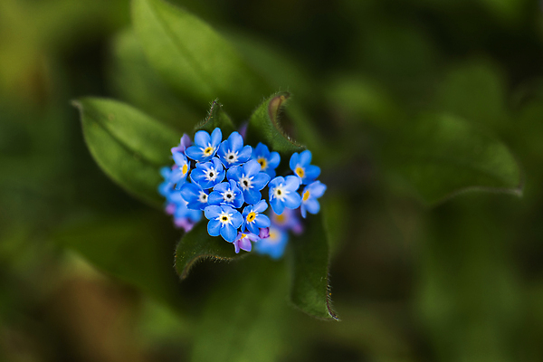 포토 JPG 해외이미지 식물 꽃잎 꽃 곤충 잎 밭 자연 날씨 사람없음 초록색 파란색 컬러풀 햇빛 노란색 새싹 환경 보라색 봄 흰색 시골 개화 그룹 숲 서식지 내추럴 삼림지대 영원 해외202009 해외포토 동물 계절 컬러 농업 태양 생태계 파일형식