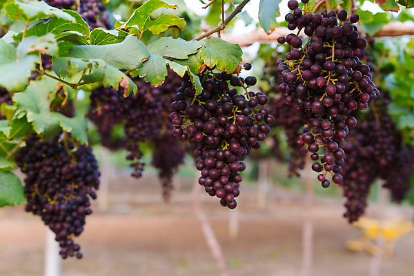 포토 JPG 해외이미지 식물 계절 열매 음식 잎 농업 과일 자연 포도 건강 사람없음 야외 빨간색 초록색 농작물 햇빛 농장 와인 보라색 일몰 수확 성장 가을 나뭇가지 시골 신선 선택 다발 유기농 포도밭 포도나무 내추럴 생태학 숙성 양조장 콜로라도 해외202009 해외포토 나무 웰빙 교육 산업 컬러 컨셉 밭 주류 태양 노을 미국 과일나무 생태계 파일형식