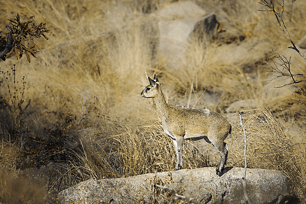 포토 JPG 해외이미지 여자 아프리카 자연 국립공원 서기 풍경 사람없음 옆모습 가로 관광지 바위 보호 사파리 영양 서식지 남아프리카 보츠와나 보호구역 해외202009 해외포토 공원 나라 뷰포인트 여행 컨셉 모션 사람 돌_바위 생태계 구역 파일형식