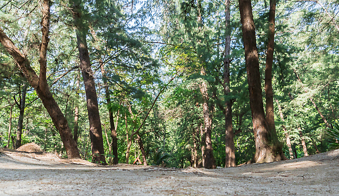 포토 JPG 해외이미지 나무 계절 모래 여행 컨셉 잎 태국 하늘 휴가 휴식 따뜻함 풍경 사람없음 초록색 여름 맑음 나뭇가지 소나무 뜨거움 숲 해외202009 해외포토 식물 아시아 컬러 날씨 파일형식