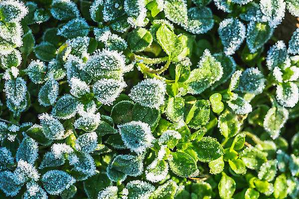 포토 JPG 해외이미지 식물 계절 백그라운드 잎 겨울 자연 아침 날씨 사람없음 야외 초록색 정원 냉동 얼음 추위 가을 흰색 신선 숲 크리스탈 서리 내추럴 해외202009 해외포토 주간 자연요소 컬러 광석 생태계 파일형식