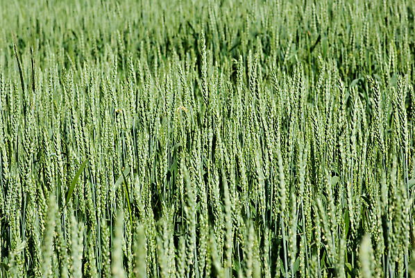 포토 JPG 해외이미지 식물 밭 농업 풍경 사람없음 초록색 농작물 농장 낟알 시리얼 밀 보리 귀 호밀 해외202009 해외포토 산업 음식 컬러 곡류 신체부위 파일형식