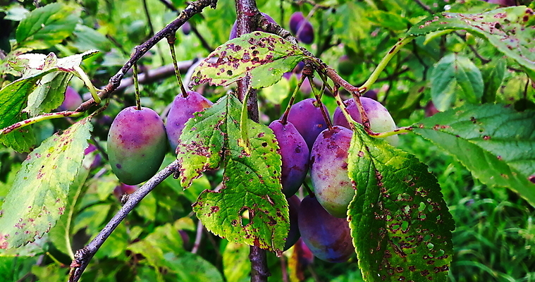 포토 JPG 해외이미지 나무 식물 계절 잎 과일 자연 건강 육류 사람없음 초록색 파란색 농장 정원 보라색 수확 나뭇가지 신선 제비꽃 유기농 자두 밭일 해외202009 해외포토 웰빙 꽃 컬러 농업 식재료 생태계 파일형식
