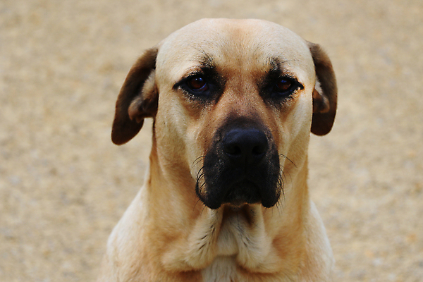 포토 JPG 해외이미지 동물 행복 얼굴 새끼 백그라운드 포유류 털 서기 앉기 사람없음 야외 초록색 반려동물 금발 갈색 머리 정원 흰색 아기 황금 닫기 개 리트리버 달콤 강아지 모피 래브라도리트리버 사냥개 송곳니 고립 기르기 넘어짐 복종 유래 해외202009 우호적 해외포토 헤어스타일 감정 컬러 컨셉 모션 사람 신체부위 맛 치아 돌봄 파일형식