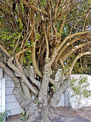 포토 JPG 해외이미지 나무 식물 구름 공원 잎 밭 아프리카 자연 하늘 주택 풍경 초원 사람없음 야외 초록색 여름 파란색 농장 마을 정원 봄 시골 소나무 숲 남아프리카 케이프타운 특별함 해외202009 해외포토 자연요소 계절 공공시설 나라 컬러 컨셉 농업 건물 생태계 남아프리카공화국 파일형식