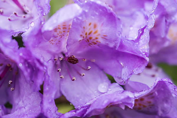 포토 JPG 해외이미지 식물 계절 꽃잎 꽃 분홍색 백그라운드 잎 꽃무늬 자연 사람없음 야외 장식 초록색 컬러풀 정원 보라색 봄 활발 성장 벚꽃 신선 개화 닫기 자주색 진달래 관목 묘사 원예 내추럴 꽃수술 해외202009 해외포토 나무 컬러 컨셉 무늬 모션 취미 생태계 파일형식