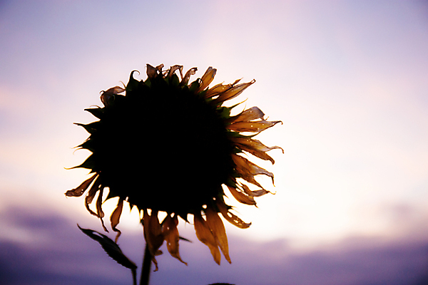 포토 JPG 해외이미지 식물 계절 꽃잎 꽃 실루엣 줄기 잎 꽃무늬 밭 농업 자연 하늘 해바라기 건조 그림자 씨앗 풍경 사람없음 야외 초록색 여름 파란색 농작물 컬러풀 햇빛 태양 농장 일출 정원 맑음 일몰 새벽 수확 성장 벚꽃 시골 개화 저녁 내추럴 밭일 해외202009 해외포토 자연요소 산업 컬러 무늬 날씨 촬영기법 노을 야간 생태계 파일형식