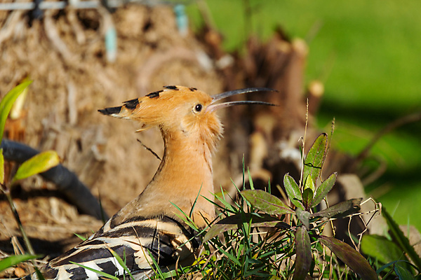 포토 JPG 해외이미지 동물 유럽 야생동물 섬 백그라운드 잎 오렌지 아프리카 자연 조류 사람없음 야외 목재 갈색 스페인 둥지 작음 깃털 부리 내추럴 동물상 해외202009 해외포토 나무 식물 나라 컬러 과일 재료 조형물 크기 생태계 파일형식