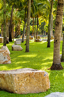 포토 JPG 해외이미지 나무 공원 백그라운드 컨셉 잎 자연 아침 사람없음 야외 초록색 노란색 평화 정원 침묵 일반 해외202009 해외포토 주간 식물 공공시설 컬러 소리 생태계 파일형식