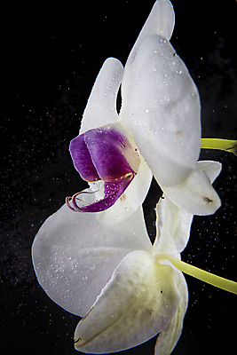 포토 JPG 해외이미지 식물 꽃잎 꽃 줄기 분홍색 백그라운드 잎 꽃무늬 자연 사람없음 장식 물 컬러풀 노란색 보라색 봄 활발 벚꽃 흰색 물방울 신선 화려 난초 우아함 자주색 오브젝트 분무기 호접란 고립 이국적 해외202009 해외포토 자연요소 계절 컬러 컨셉 무늬 생태계 파일형식