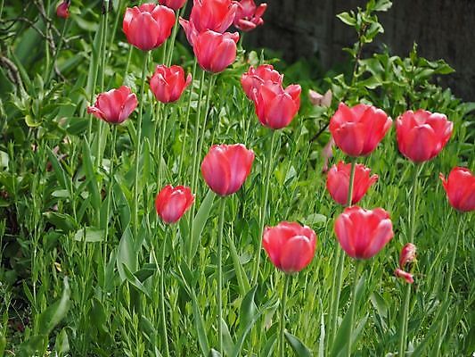 포토 JPG 해외이미지 식물 꽃 자연 사람없음 빨간색 정원 튤립 내추럴 해외202009 해외포토 컬러 생태계 파일형식