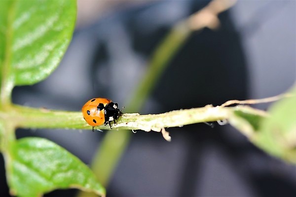 포토 JPG 해외이미지 동물 계절 야생동물 곤충 자연 사람없음 야외 초록색 여름 컬러풀 정원 검은색 봄 딱정벌레 무당벌레 해외202009 해외포토 컬러 생태계 파일형식