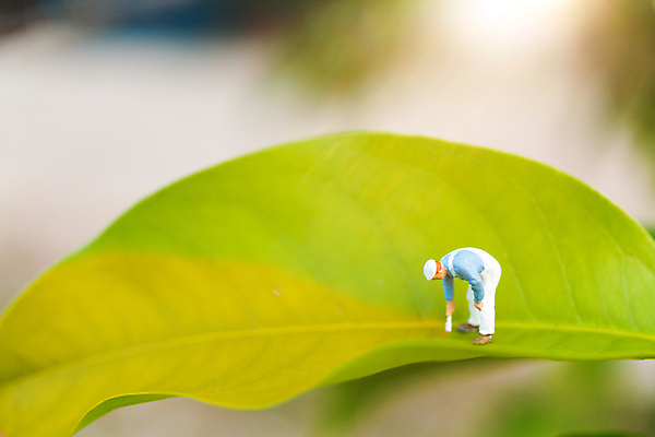 포토 JPG 해외이미지 나무 식물 1 디자인 백그라운드 컨셉 꽃무늬 자연 노동자 미술 사람 사람없음 야외 초록색 빛 우주 정원 페인트 봄 미니어처 신선 붓 업무 작음 그림 예술가 화가 내추럴 해외202009 해외포토 직업 계절 꽃 컬러 무늬 문화예술 모형 작업 크기 생태계 파일형식