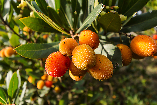 포토 JPG 해외이미지 나무 열매 유럽 음식 잎 오렌지 과일 딸기 사람없음 야외 빨간색 초록색 노란색 나뭇가지 작음 아일랜드 상록수 진홍색 식용 해외202009 해외포토 식물 나라 컬러 크기 파일형식