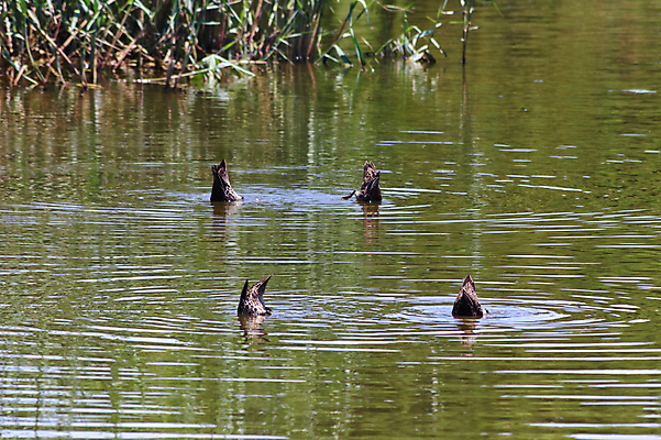 포토 JPG 해외이미지 동물 공원 호수 야생동물 스포츠 백그라운드 자연 조류 표면 바닥 오리 사람없음 가로 물 강 갈색 노란색 환경 사진촬영 수영 깃털 꼬리 당나귀 청둥오리 계산서 내추럴 남아프리카 수유 해외202009 해외포토 자연요소 공공시설 컬러 아프리카 촬영 수상스포츠 말_동물 생태계 파일형식