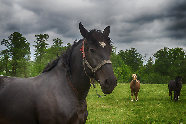 포토 JPG 해외이미지 동물 1 얼굴 스포츠 백그라운드 포유류 자연 하늘 서기 초원 사람없음 야외 옆모습 초록색 반려동물 농장 갈색 머리 어둠 가축 힘 경쟁 목장 시골 승마 우아함 승차 밤 코 갈기 굴레 웅장함 해외202009 해외포토 레이스천 뷰포인트 컬러 컨셉 농업 모션 신체부위 견과류 직물 생태계 파일형식