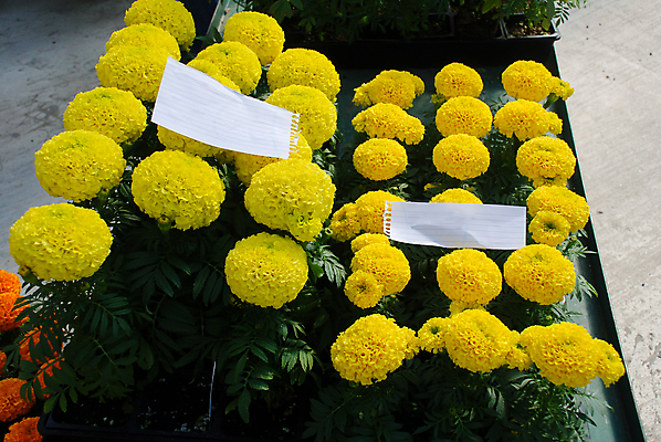 포토 JPG 해외이미지 식물 계절 꽃잎 꽃 꽃다발 백그라운드 꽃무늬 밭 오렌지 자연 사람없음 장식 초록색 컬러풀 노란색 머리 정원 봄 활발 벚꽃 흰색 신선 개화 황금 내추럴 고립 아즈텍 해외202009 해외포토 컬러 컨셉 무늬 농업 과일 신체부위 생태계 파일형식