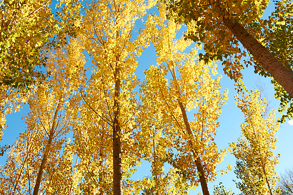 포토 JPG 해외이미지 나무 식물 계절 공원 백그라운드 잎 자연 하늘 풍경 사람없음 목재 가로 파란색 빛 노란색 맑음 성장 가을 스페인 황금 상품 정상 숲 사자 큼 생태계 내추럴 생태학 해외202009 해외포토 공공시설 교육 유럽 컬러 재료 포유류 날씨 크기 파일형식