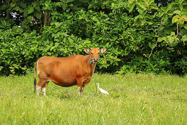 포토 JPG 해외이미지 동물 백그라운드 밭 농업 포유류 자연 하늘 풍경 초원 사람없음 초록색 여름 파란색 농장 농경지 마을 농사 맑음 검은색 가축 봄 목장 소고기 우유 흰색 시골 신선 소 군중 방목 땅 먹기 허브 황소 송아지 밭일 찰과상 목가 해외202009 해외포토 식물 계절 산업 새끼 컬러 모션 날씨 유제품 육류 사람 축산업 상처 생태계 파일형식