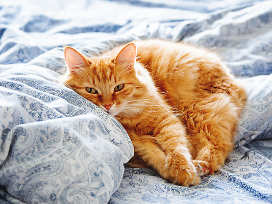 포토 JPG 해외이미지 한마리 휴식 실내 사람없음 반려동물 햇빛 고양이 이불 침대 낮잠 시트 반려묘 해외202009 해외포토 동물 1 가구 컨셉 포유류 침구 내부 태양 잠 파일형식