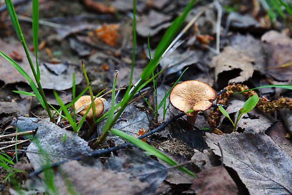 포토 JPG 해외이미지 식물 계절 꽃 음식 잎 꽃무늬 패턴 채소 재료 자연 건강 요리 풍경 사람없음 야외 초록색 여름 갈색 노란색 버섯 수확 가을 나뭇가지 시골 플랫 숲 11월 먹기 허브 유기농 날것 도토리 10월 내추럴 곰팡이 식용 채식주의자 해외202009 해외포토 나무 웰빙 컬러 무늬 농업 모션 견과류 날짜 생태계 채식 파일형식