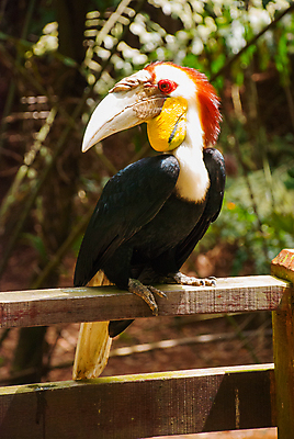 포토 JPG 해외이미지 나무 동물 외관 야생동물 음식 자연 조류 멕시코 뿔 동물원 미술 사람없음 빨간색 초록색 파란색 컬러풀 노란색 머리 검은색 미국 나뭇가지 콜롬비아 숲 큼 먹이 깃털 싱글 부리 코뿔소 서식지 계산서 내추럴 강렬 해외202009 해외포토 식물 컬러 북아메리카 포유류 문화예술 신체부위 남아메리카 크기 생태계 파일형식