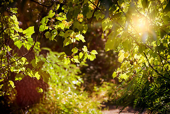 포토 JPG 해외이미지 잎 과일 포도 건강 사람없음 목재 초록색 여름 태양 광선 가을 신선 달콤 숲 강가 유기농 서리 잡종 해외202009 해외포토 자연요소 나무 식물 웰빙 계절 컬러 재료 강 맛 파일형식