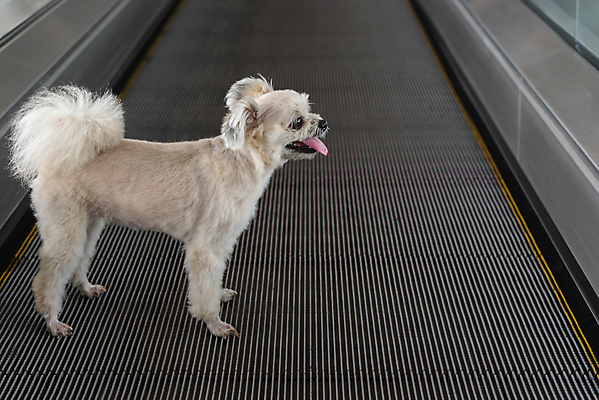 포토 JPG 해외이미지 한마리 여행 사람없음 반려동물 무빙워크 해외202009 해외포토 동물 1 파일형식