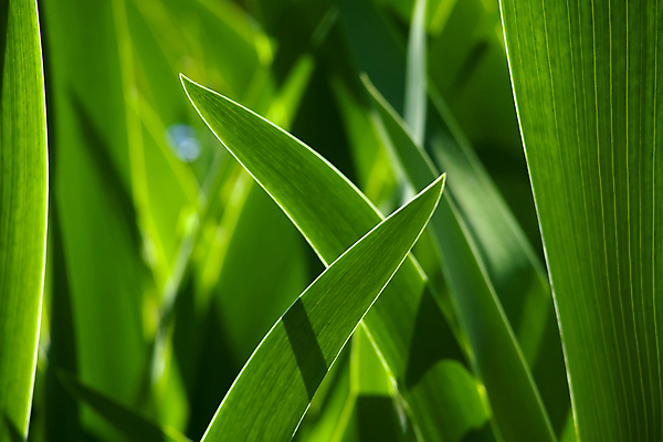 포토 JPG 해외이미지 식물 계절 백그라운드 잎 꽃무늬 밭 자연 벽지 아침 건강 잔디 사람없음 야외 초록색 물 빛 햇빛 우주 정원 화목 봄 성장 신선 떨어짐 이슬 밀 빗방울 순수 물주기 유기농 생물학 부드러움 시스템 내추럴 해외202009 해외포토 주간 자연요소 웰빙 교육 꽃 컬러 컨셉 무늬 농업 모션 곡류 태양 감각 비_날씨 생태계 파일형식