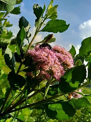 포토 JPG 해외이미지 식물 꽃 음식 백그라운드 잎 채소 재료 자연 건강 사람없음 초록색 약 정원 봄 성장 흰색 신선 습지 약초 질병 인도인 허브 유기농 성분 테라피 내추럴 돌봄 추출 해외202009 해외포토 외국인 웰빙 계절 컬러 의학 모션 동양인 뷰티 풀_식물 생태계 파일형식